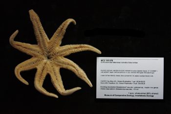 Media type: image; Invertebrate Zoology 151075